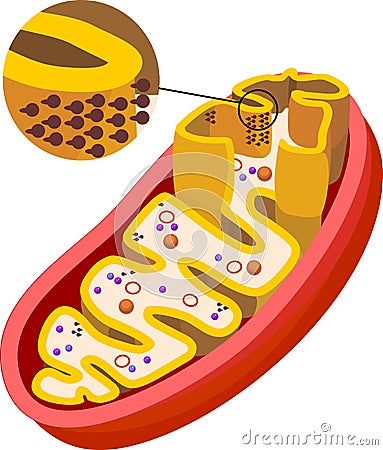Structure of mitochondrion with ATP synthase on inner membrane Vector Illustration